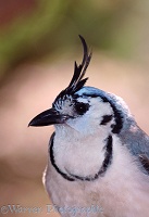 White Throated Magpie-Jay