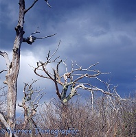 Dead trees in Shenandoah