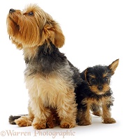 Yorkshire Terrier and pup