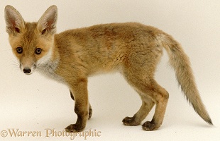 Fox cub standing