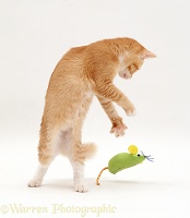 Ginger cat dancing with a toy mouse