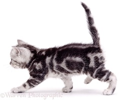 Silver tabby kitten walking