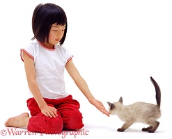 Oriental girl with kitten sniffing hand