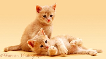 Cream kittens on cream background