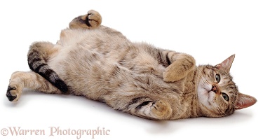 Tabby cat rolling on her back
