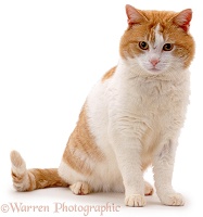 Ginger-and-white alley cat