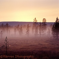 Pines and mist at sunrise