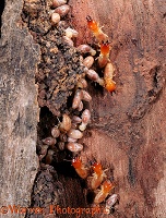 Termites on dead wood