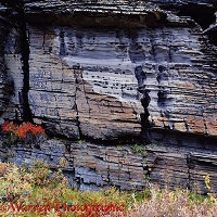 Layered rocks and autumnal plants