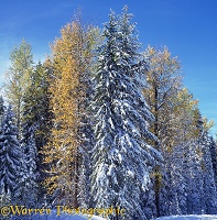 Snow on autumnal trees