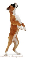 Boxer puppy standing up on hind legs