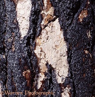 Burnt Ponderosa bark