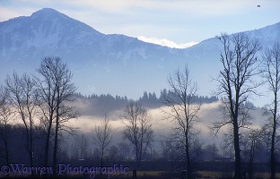 Misty scene in Fraser Valley