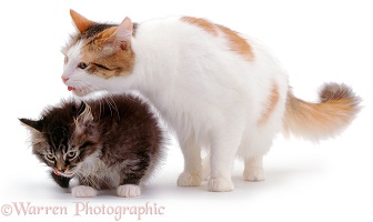 Mother cat licking a kitten