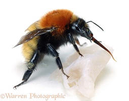 Moss-carder Bumblebee