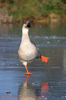Chinese goose on ice