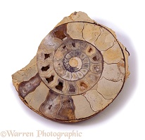 Sliced ammonite