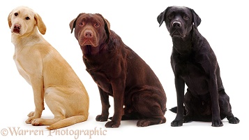 Three different Labradors