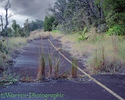 Disused road on Hawaii