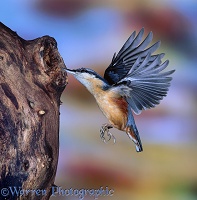 Nuthatch flying up to hole