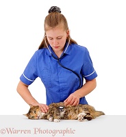 Vet examining a tortoiseshell cat