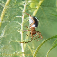Water spider