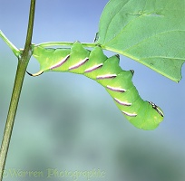 Privet Hawk Moth caterpillar