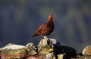 Red Grouse cock