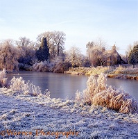 Ockley pond with ice and frost