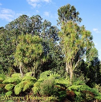 Cabbage trees, Pohutukawas and tree ferns