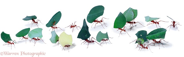 Leaf-cutter ants parade