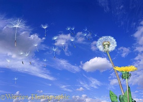 Dandelion with seeds blowing off