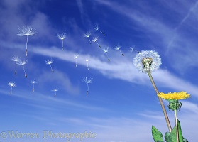 Dandelion with seeds blowing off