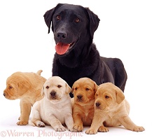 Black Labrador and puppies