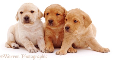 Labrador puppy trio