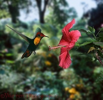 Ruby Topaz Hummingbird male