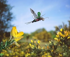 Tiger beetle flying from gorse