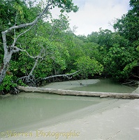 Mangroves at Cape Tribulation 3D 1 R