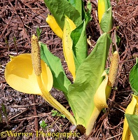Yellow Skunk Cabbage