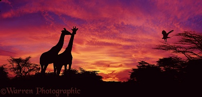 Kenya sunset