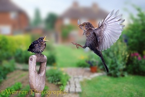 Blackbird feeding chick in garden