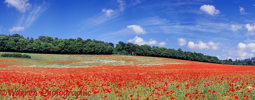Poppy field panoramic view