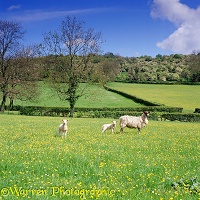 Sheep and lambs in buttercup meadow