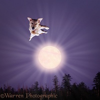 Flying dog over the moon