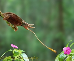 Jackson's Chameleon using its tongue to take a fly