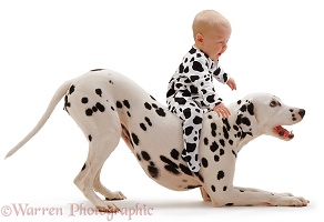 Baby riding Dalmatian in play-bow