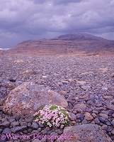 Moss Campion in Iceland