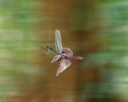 Japanese mantis flying