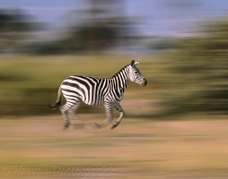 Zebra in motion