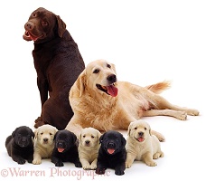 Different coloured Labrador family
